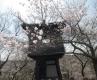 25.04.10　　高遠城址「桜雲橋」に架かるコヒガンザクラ