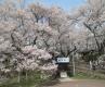 25.04.10 高遠城址「桜雲橋」に架かるコヒガンザクラ 25.04.10 高遠城址「桜雲橋」に架かるコヒガンザクラ