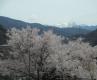 25.04.10 高遠城址「桜雲橋」に架かるコヒガンザクラ 25.04.10 高遠城址「桜雲橋」に架かるコヒガンザクラ
